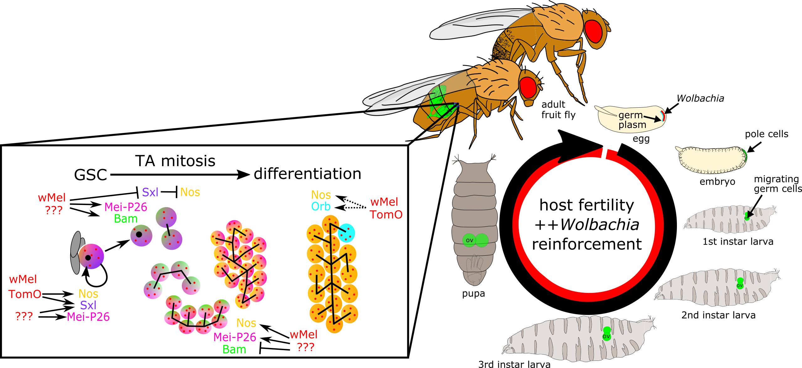 Publications – Russell Microbial Symbiosis Lab